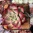 Echeveria 'Love and Soul' 3" Succulent Plant