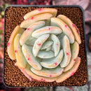 Echeveria 'Peach Girl' 3" Succulent Plant