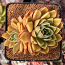 Echeveria Agavoides 'Walshire' 3" Succulent Plant