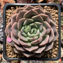 Echeveria 'Maroon Hill' 3" Succulent Plant