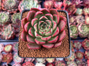 Echeveria 'Marshmallow' 3" New Hybrid Succulent Plant