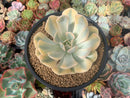 Echeveria Runyonii Variegated (Aka Echeveria 'Akaihosi' Variegated) 4"-5" Succulent Plant