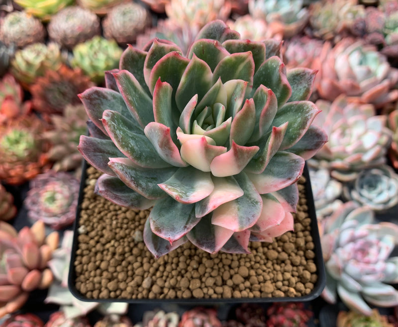 br succulent company Echeveria 'Bradburiana' Variegated 4" Succulent Plant – True Succulents Plant Co