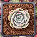 Echeveria 'Ensemble' 1" New Hybrid Succulent Plant