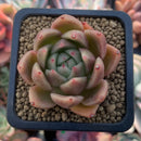 Echeveria Agavoides sp. 2" Succulent Plant