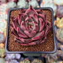 Echeveria Agavoides 'Taurus' 2"-3" Succulent Plant