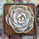 Echeveria 'Blue Surprise' Variegated 2" Succulent Plant