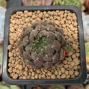 Echeveria 'Scorpio' 1" Small Succulent Plant