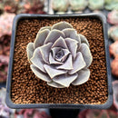 Echeveria Diffractens 1"-2" Succulent Plant