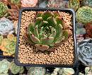 Echeveria Agavoides 'Sarabony' 2" Succulent Plant