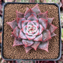 Echeveria 'Red Dragon' 3"-4" New Hybrid Succulent Plant