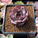 Echeveria 'Odette' 1"-2" Succulent Plant