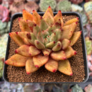 Echeveria Agavoides 'Shaikh' 2"-3" Succulent Plant