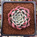Echeveria 'Pink Ice' 2" New Hybrid Succulent Plant