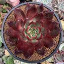 Echeveria Agavoides 'Johnny Walker' 4"-5" Succulent Plant