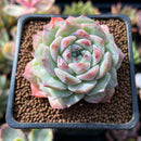 Echeveria 'Irene' 2"-3" Succulent Plant