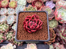 Echeveria Agavoides 'Callisto' 1" Succulent Plant