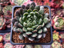 Echeveria 'Scorpio' 2" Succulent Plant