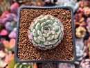 Echeveria 'Dark Minima' 1" Succulent Plant