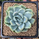 Echeveria 'Lemon Berry' Mutated/Variegated 2" Succulent Plant