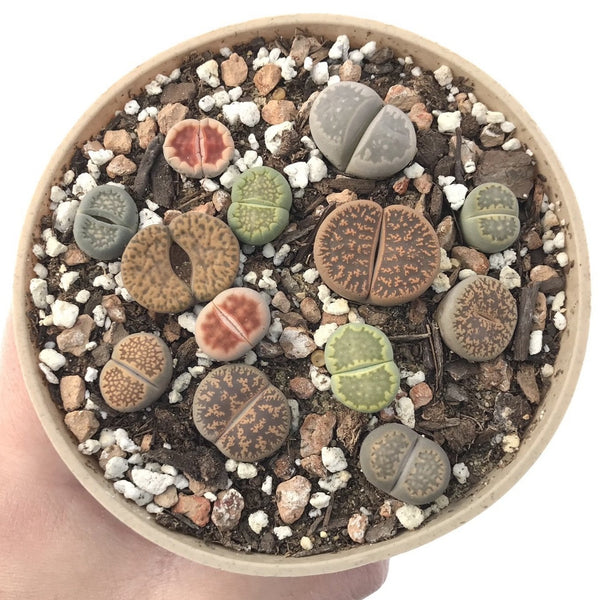 Collection of Lithops 4" (x13 Lithops)