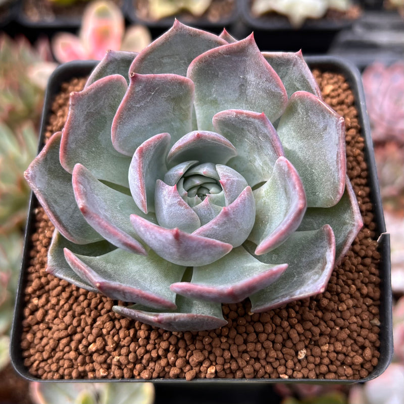 is a lipstick plant a succulent Echeveria 'Pink Lipstick' 2" Succulent Plant – True Succulents Plant Co