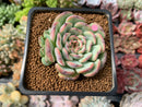 Echeveria 'Marcel' 2" Succulent Plant