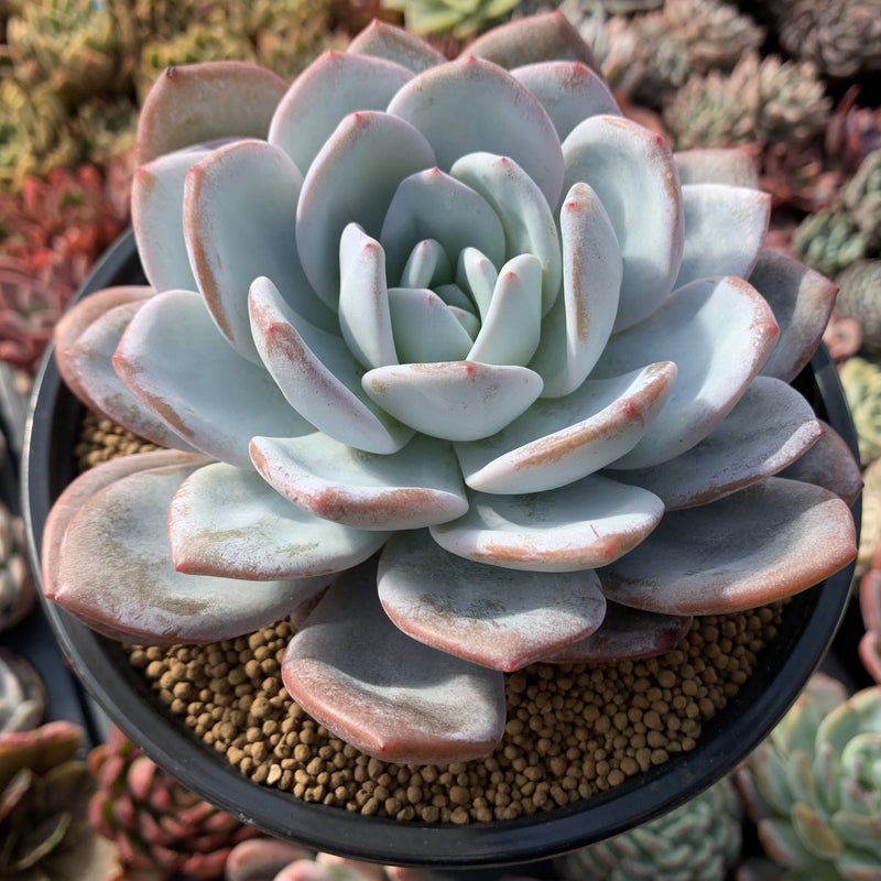 large succulent Echeveria 'Cream Sun' 8