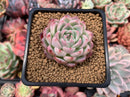 Echeveria 'Pink Crystal' 2" Succulent Plant