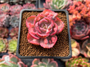 Echeveria 'Beyonce' Variegated 2" Succulent Plant