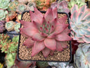 Echeveria Agavoides 'Sirus' 3" Succulent Plant