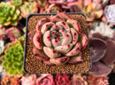Echeveria Agavoides 'Red Beryl' 3" Succulent Plant