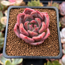 Echeveria 'Pink Champaign' 1"-2" Succulent Plant