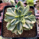 Echeveria 'Bob Jolly' Variegated 3" Succulent Plant