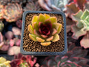 Echeveria Agavoides sp. 1" Unique Specimen Succulent Plant
