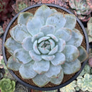 Echeveria 'Orange Monroe' 4"-5" Succulent Plant
