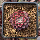Echeveria Agavoides Hybrid 1" Seed-grown Succulent Plant