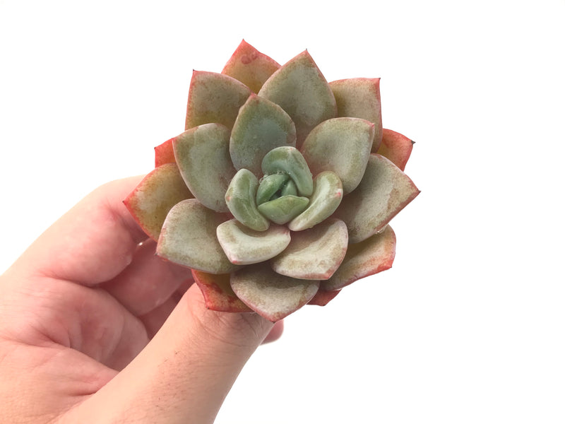 succulent german Echeveria 'German Champaign' 2"-3" Succulent Plant – True Succulents Plant Co