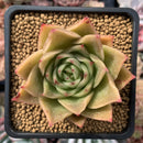 Echeveria Agavoides 'Superlina' 3" New Hybrid Succulent Plant