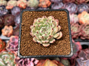 Echeveria 'Zaragoza' 1" Succulent Plant