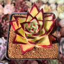 Echeveria Agavoides 'Castro' 3"-4" Succulent Plant