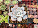 Echeveria 'Laui' 2" Powdery Succulent Plant