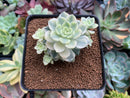 Echeveria 'Tinkerbell' Variegated 3" Succulent Plant