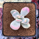 Cotyledon 'Orbiculata' Variegated 2" Succulent Plant