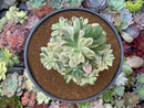 Echeveria 'Minibelle' Variegated Cluster 4"-5" Succulent Plant