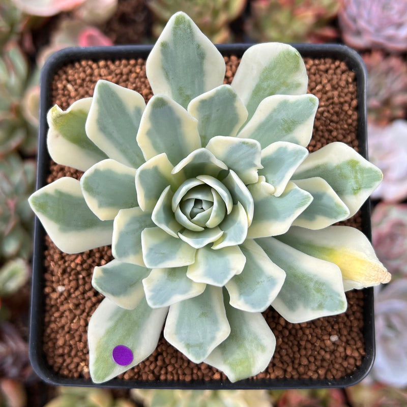 orostachys succulent Orostachys 'Fuji' Variegated 2"-3" Succulent Plant