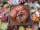 Echeveria 'Zaragoza' Hybrid 2" Cluster Succulent Plant
