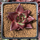 Echeveria Agavoides 'Red Beach' 1" Succulent Plant