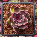 Echeveria 'Fushike' 1" Succulent Plant