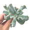 Echeveria 'Culibra' 3" Succulent Plant